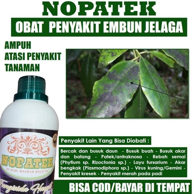 

Terlaris Obat Hama Penyakit Embun Jelaga Daun Mangga, Jeruk, Padi Dan Lainnya Fungisida Nopatek - Pupuk Organik Cair Atasi Hama Daun Embun Jelaga Bintik Hitam Dan Cacar Daun Terbaik Isi 500 Ml - Pupuk Organik Basmi Hama Embun Jelaga Dan Cacar Daun Tanaman