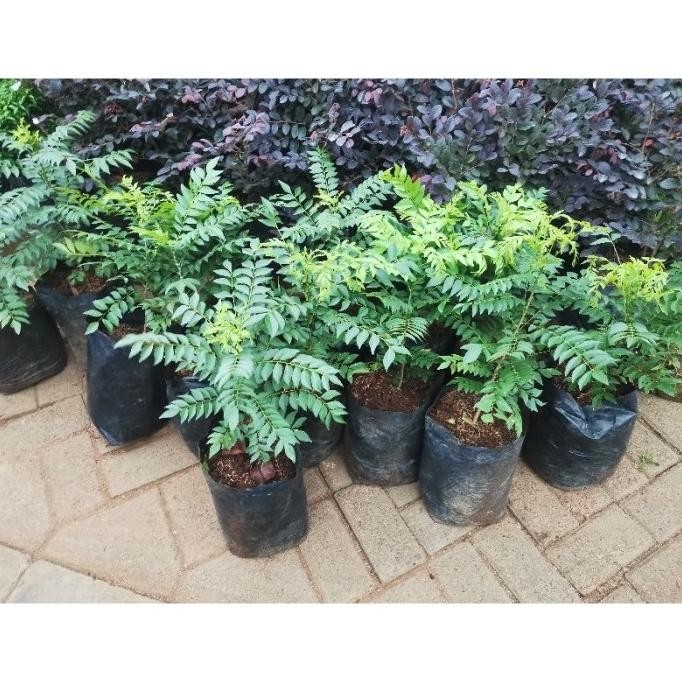 

Terlaris #Skl - Bibit Pohon Daun Kari, Salam Koja, Tanaman Salam Koja, Daun