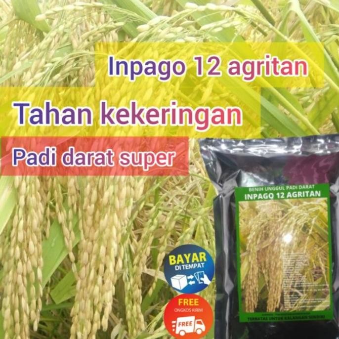 

Terlaris Cod Gogo Inpago12 Agritan Benih Padi Super Rajanya Padi Darat Tahan