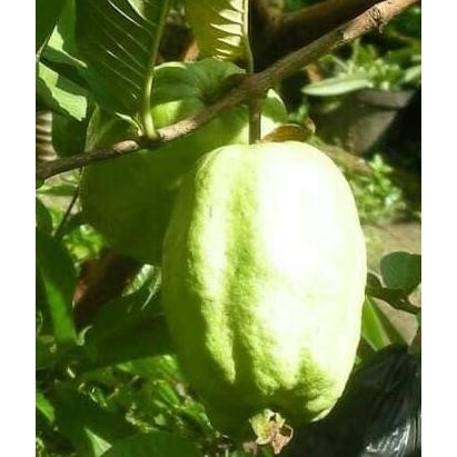 

Terlaris Bibit Tanaman Buah Jambu Farang Sukun Thailand Jumbo Tanpa Biji