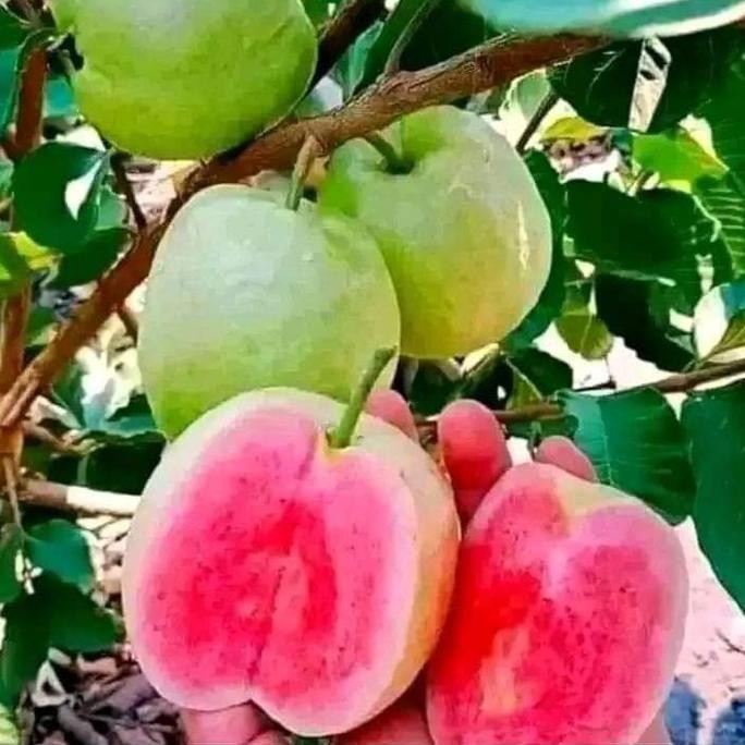 

Terlaris Bibit Jambu Kristal Merah Berbunga Siap Berbuah