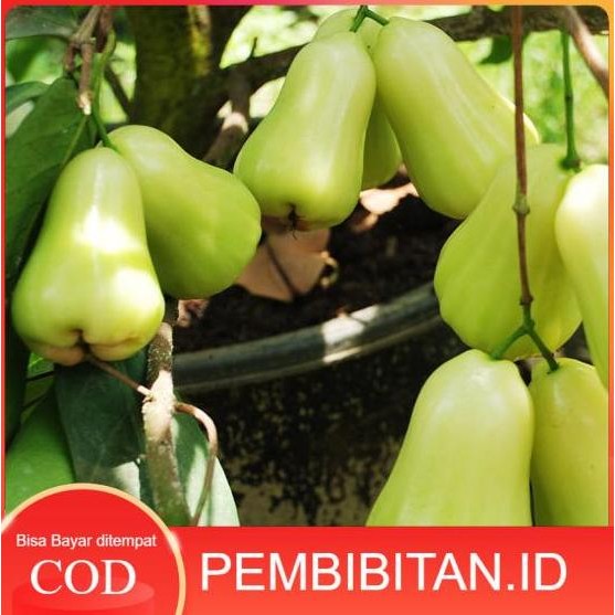 

Terlaris Bibit Jambu Taiwan Super Green Bisa Cod