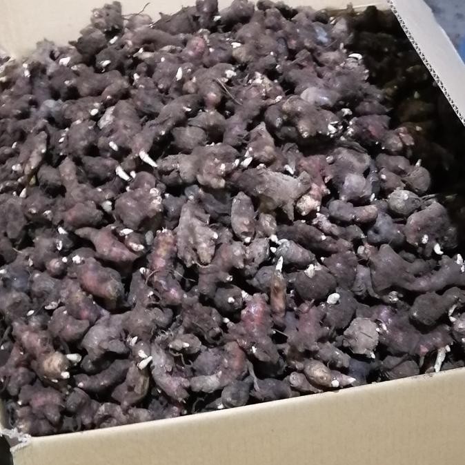 

Terlaris Terlaris Bibit Jahe Merah Super 1 Kg, Tinggal Semai Tbk