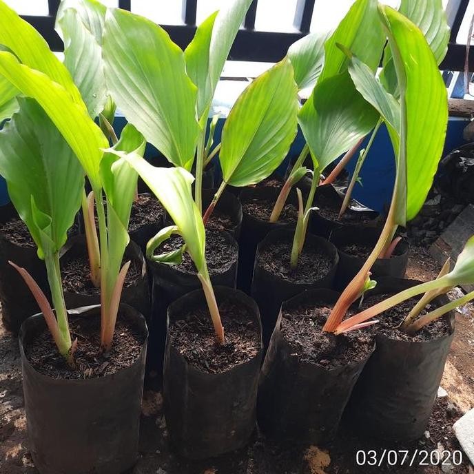 Terlaris Bibit Kunyit Hitam 1 Tunas