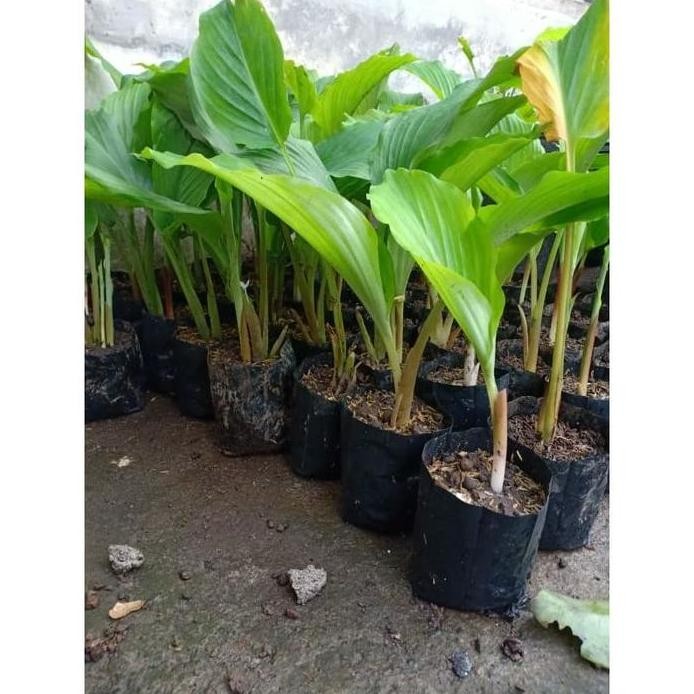 Terlaris Bibit Kunyit Hitam Original
