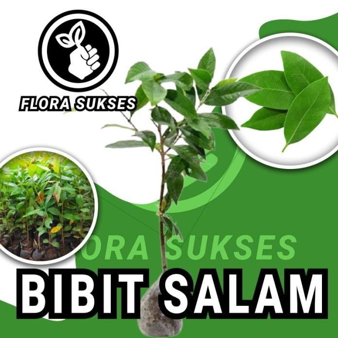 

Terlaris Bibit Tanaman Daun Salam Bibit Salam Bumbu Masak
