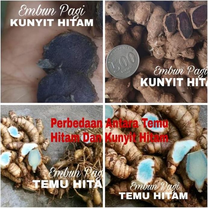 

Terlaris Bibit Pohon Kunyit Hitam Jaminan Keaslian Seumur Hidup