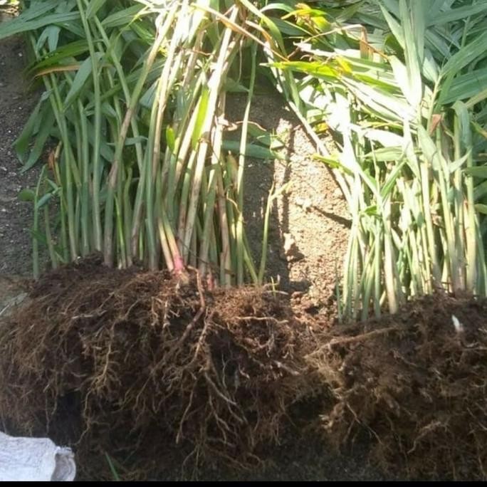 

Terlaris Bibit Jahe Merah - Sudah Ber Akar 100% Hidup