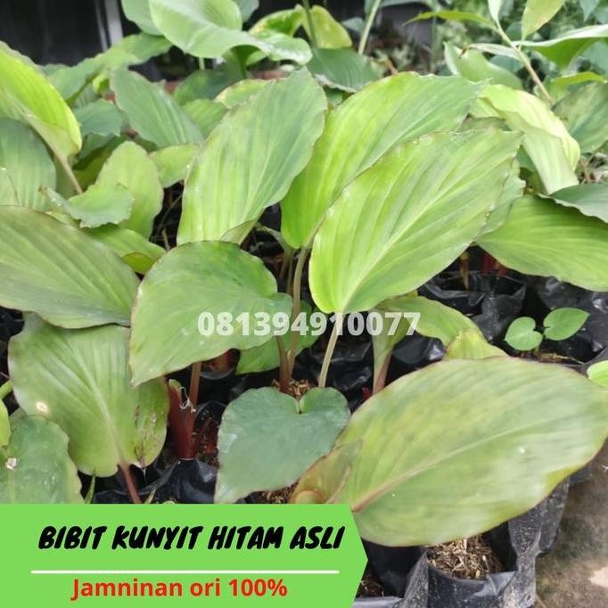 

Terlaris Bibit Kunyit Hitam / Bibit Kunyit Hitam Asli Terbaru Termurah Jakarta