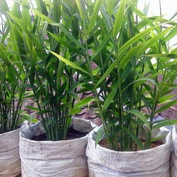 

Terlaris Bibit Jahe Merah Siap Tanam