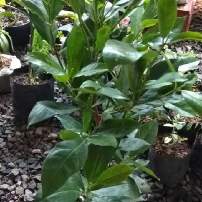 

Terlaris K6 Bibit Pohon Salam // Daun Salam Bumbu (B6)