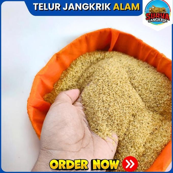

Terlaris Telur Jangkrik Madu Kunyit Daya Tetas 100% Bibit Jangkrik Kemasan 500 Gram