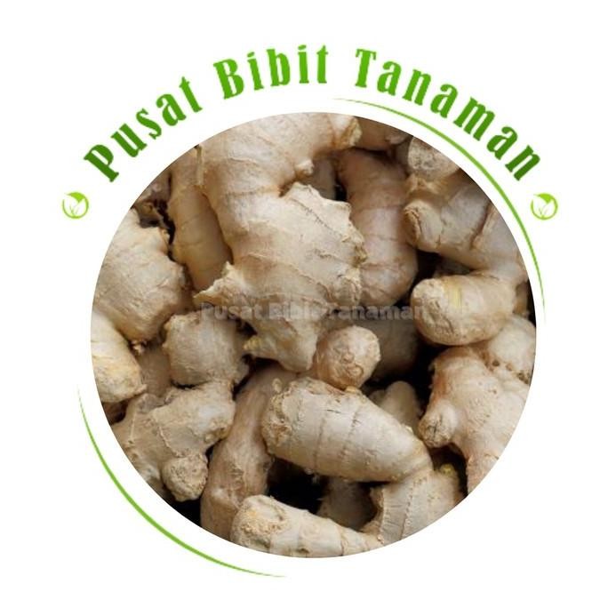 

Terlaris Bibit Jahe Gajah Tanaman Obat Herbal