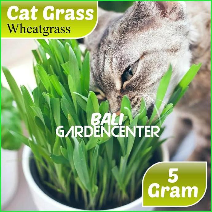 

Terlaris Benih Biji Wheatgrass Cat Grass - Rumput Kucing Rumput Gandum