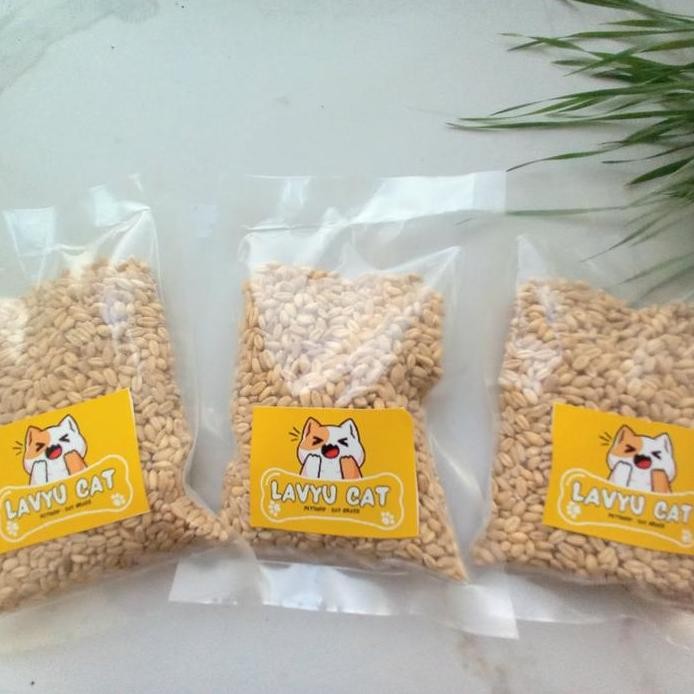 

Terlaris Benih Wheatgrass Rumput Gandum 100 Gr