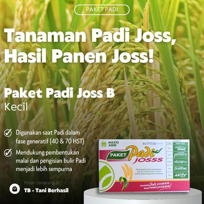

Terlaris Paket Padi Joss B Merah Kecil, Tanaman Padi Joss, Hasil Panen Joss!