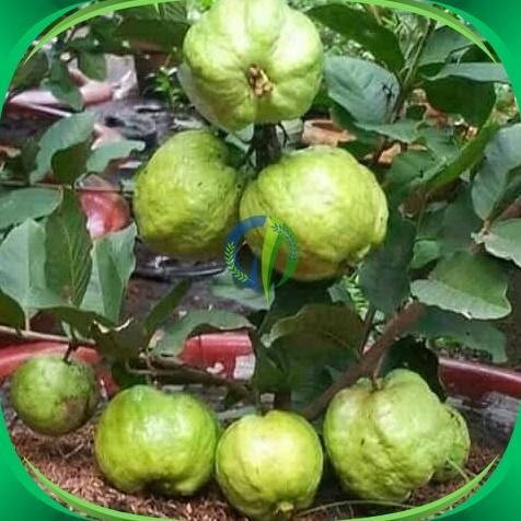 

Terlaris Bibit Jambu Kristal Non Bji Super Unggul