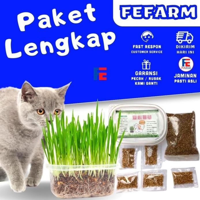 

Terlaris Paket Rumput Kucing Cat Grass Wheatgrass Rumput Benih Gandum