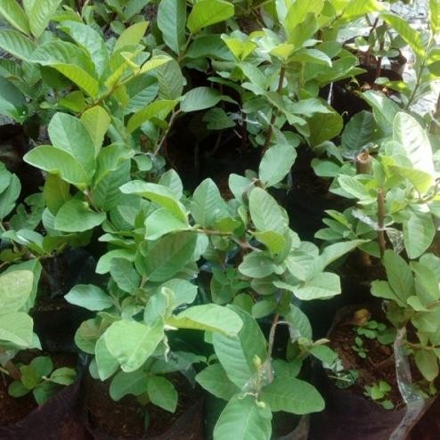 

Terlaris Bibit Tanaman Buah Jambu Kristal/Krystal Murah