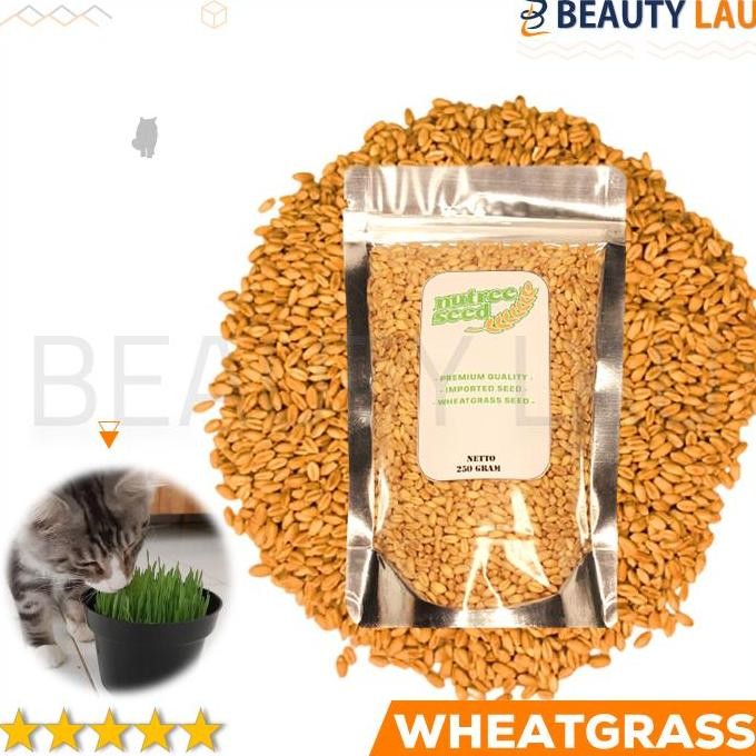 

Terlaris Benih Wheatgrass 250Gr Bibit Rumput Gandum Biji Cat Grass Microgreen