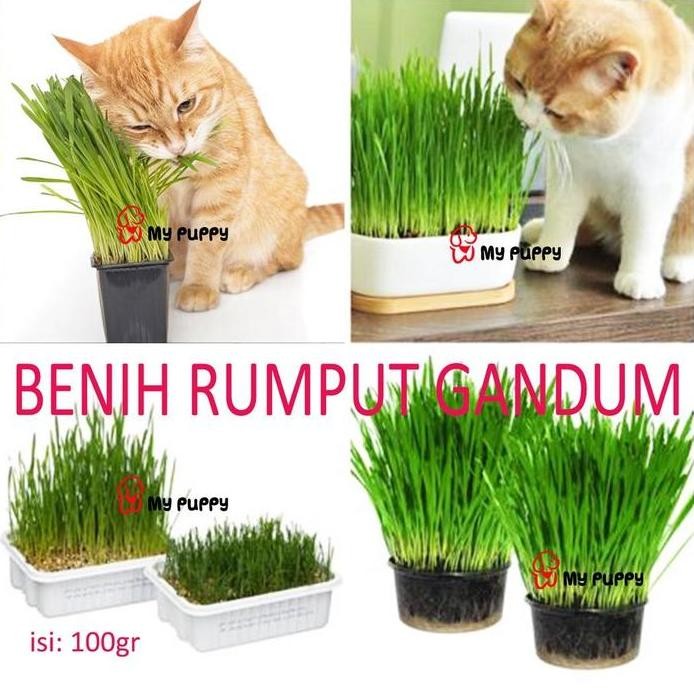 

Terlaris Cat Wheat Seed - Benih Rumput Gandum Kucing 100Gr No Brand