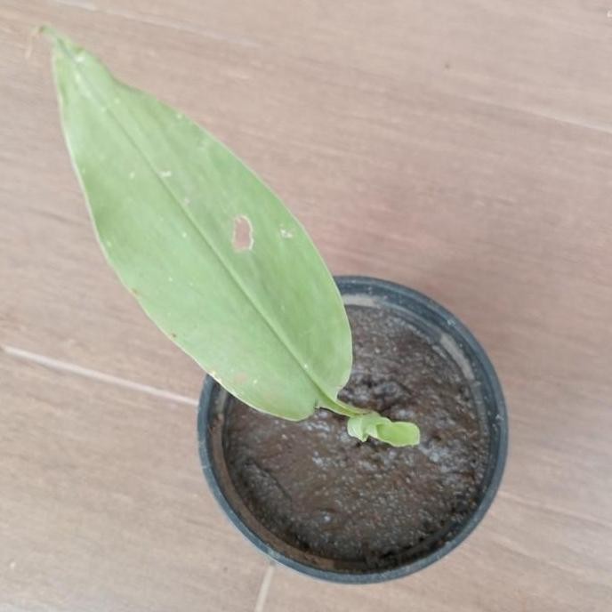 

Terlaris Bibit Kunyit / Kunir Daun Strip Coklat