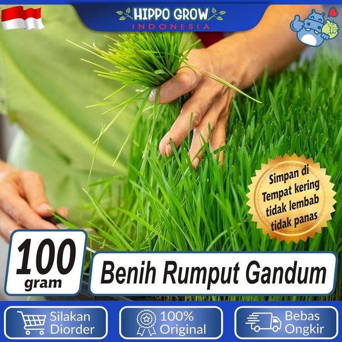 

Terlaris Bibit Biji Benih Tanaman Sayuran Daun Rumput Gandum Unggul Wheat Grass Hidroponik Campuran Minuman Sehat - Witograsu Seeds
