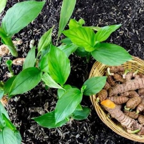 

Terlaris Bibit Kunyit Siap 10Cm-30Cm Kirim Pecking Media Tanah