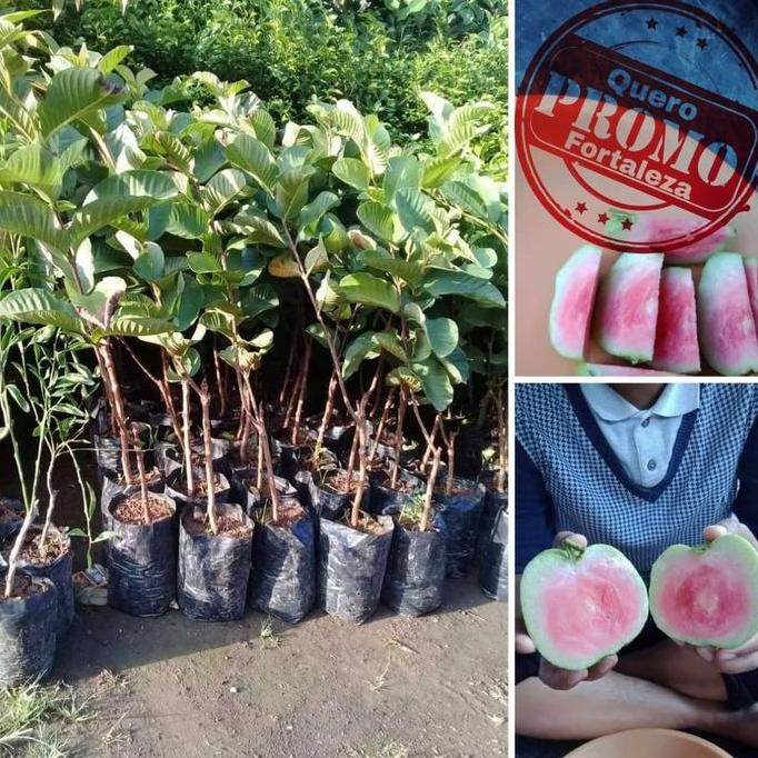 

Terlaris Bibit Buah Jambu Merah Houngpou Super Unggul