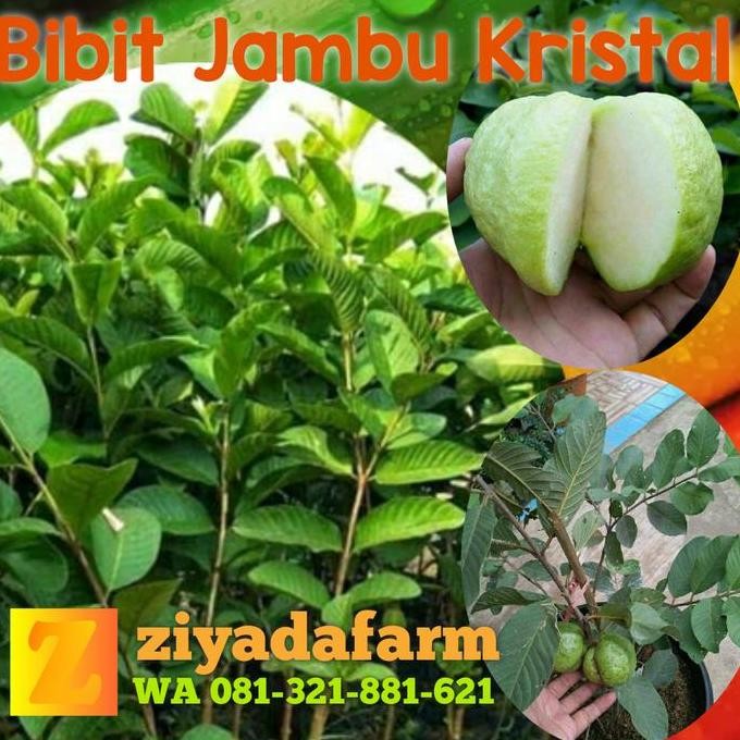 

Terlaris Bibit Unggul Berkualitas Paket 2 Bibit Unggul Jambu Kristal Taiwan