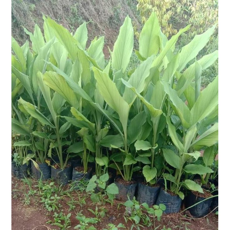 

Terlaris Promo Murah Bibit Kunyit Isi 5