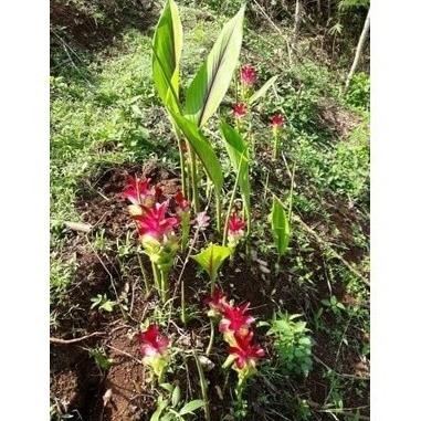 

Terlaris New Promo Terlaris Bibit Kunyit Putih/Kunyit Putih Cod