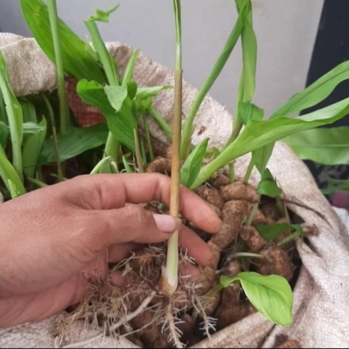 

Terlaris Bibit Tunas Tanaman Kunyit Putih /Biji . Temu Putih