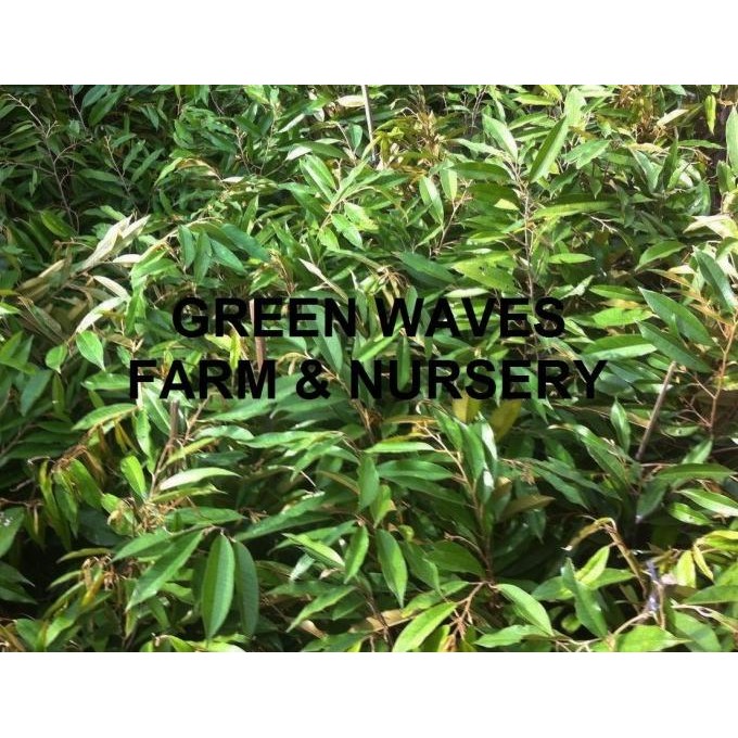 

Terlaris Termurah Bibit Durian Musang King/Raja Kunyit (D197) 60 Cm - 80 Cm Siap Kirim