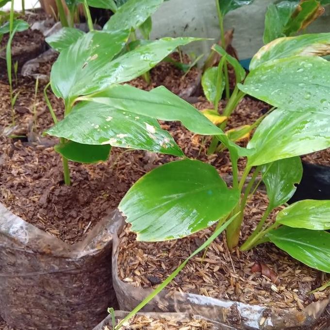 

Terlaris Bibit Tanaman Pohon Kunyit Bumbu Masak