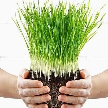 

Terlaris Benih Rumput Gandum Wheatgrass 1000Gr