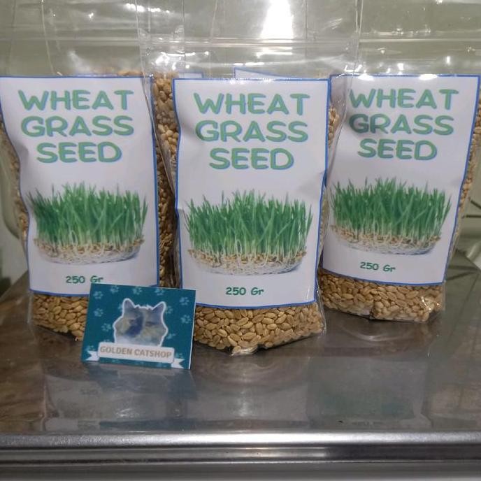 

Terlaris Benih Wheatgrass, Wheat Grass, Rumput Gandum, Benih Rumput Kucing