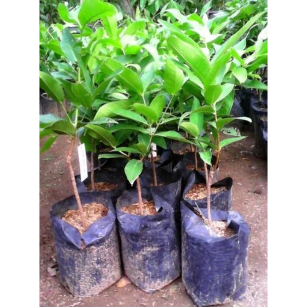 

Terlaris Bibit Jambu Air Kiojok Super Manis