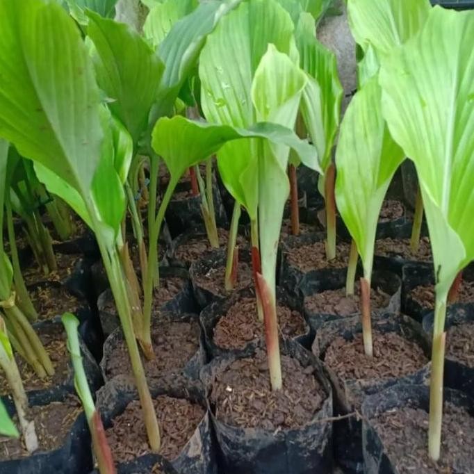 

Terlaris Bibit Kunyit Rimpang Curcuma Caesia