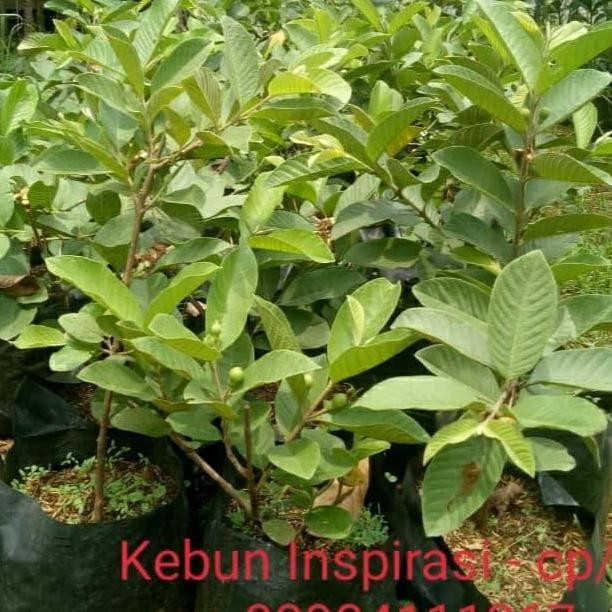 

Terlaris Promo.... Bibit Jambu Kristal Tanpa Biji Berbunga