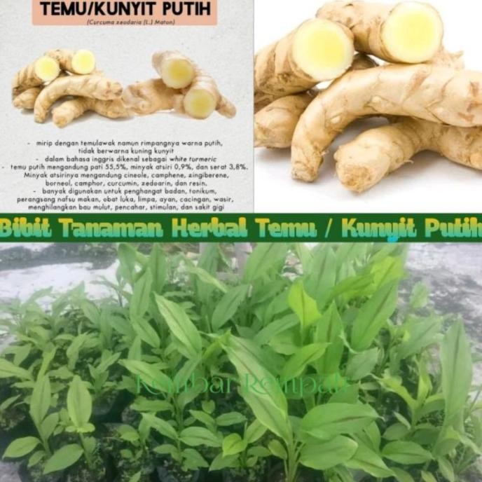 

Terlaris Bibit Tanaman Kunyit Putih Super Siap Tanan