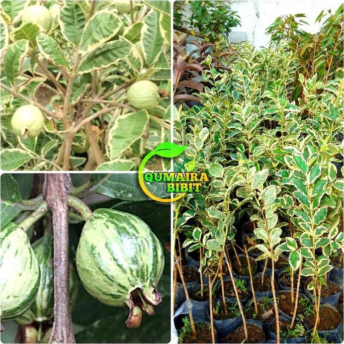 

Terlaris Bibit Buah Jambu Biji Variegata Okulasi