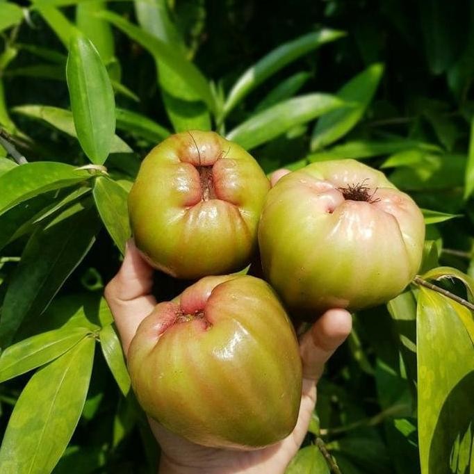

Terlaris Bibit Jambu Air Cincalo Hijau Bisa Cod