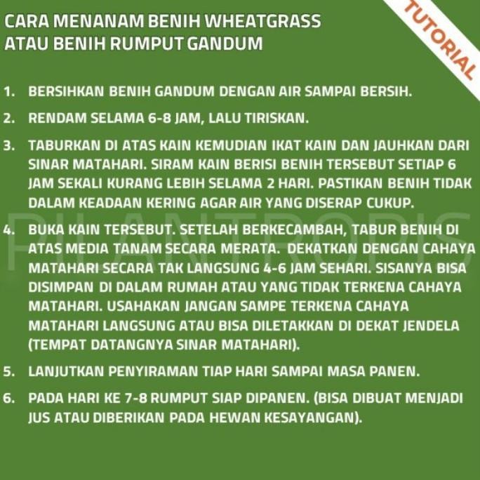 

Terlaris Benih Rumput Gandum 250 Gram Wheat Grass Seed