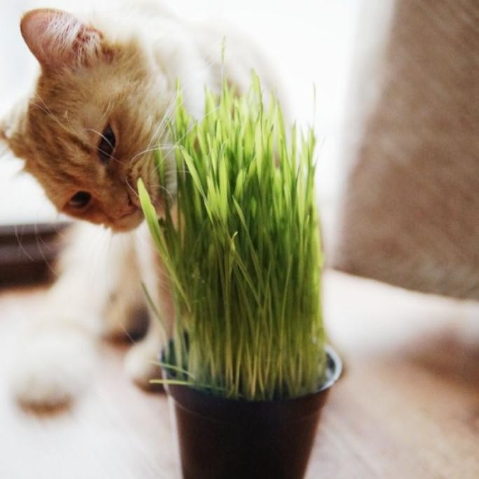

Terlaris Benih Bibit Rumput Kucing Gandum Wheatgrass Catgrass Imp Tawbyo 4766Ga