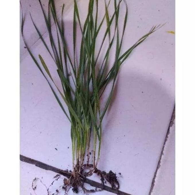 

Terlaris Biji Gandum Benih Rumput Gandum Utuh Kemasan 5 Kg #Gratisongkir