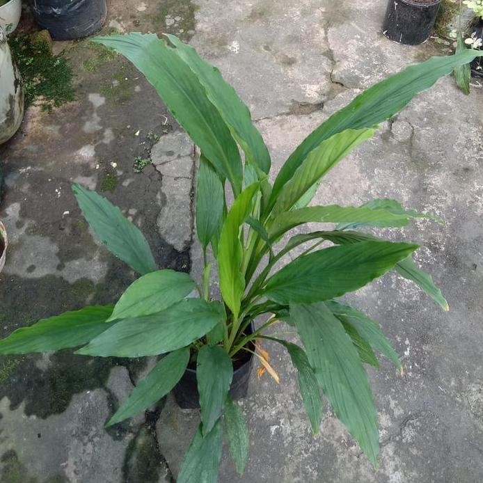 

Terlaris Bibit Tanaman Kunyit Putih