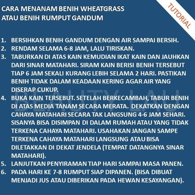 

Terlaris Benih Wheatgrass 500Gr Bibit Rumput Gandum Biji Cat Grass Microgreen Terbatas