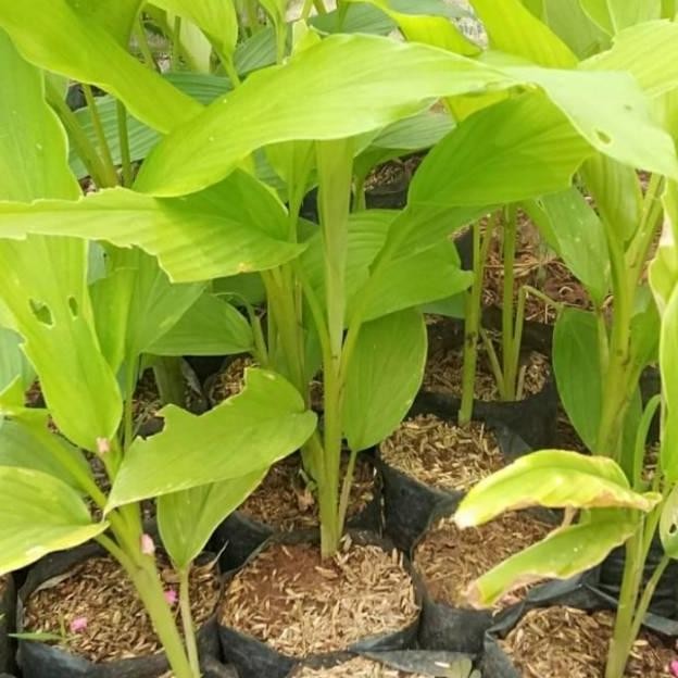 

Terlaris Bibit Tanaman Herbal Kunyit/Kurir Bumbu Dapur Berkualitas Beli 3 Gratis 1