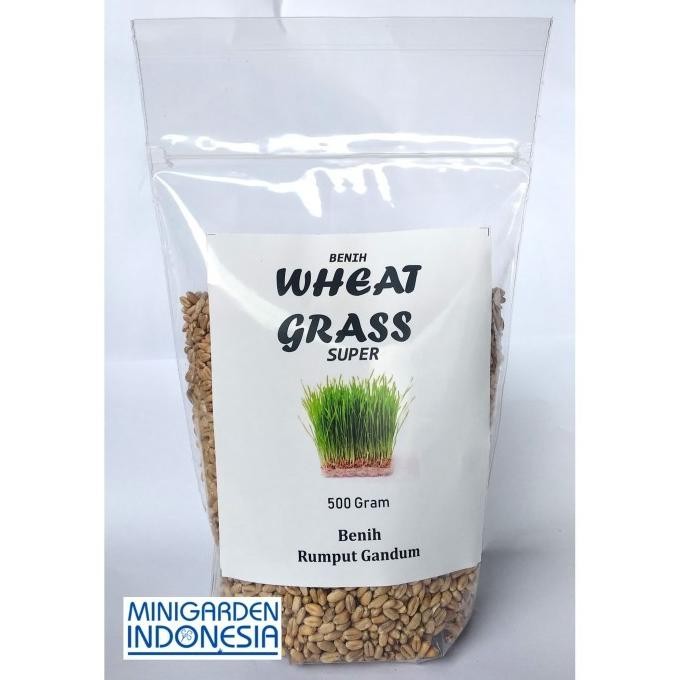 

Terlaris 500 Gram Bibit Benih Wheat Grass Rumput Gandum Bisa Diminum